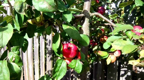 Apples On The Tree Stock Footage 32552415