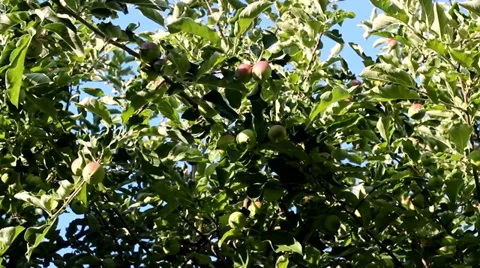 Apples on a tree. Video stock 36480553