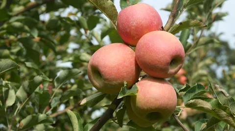 Apples on Tree Stock Footage 55696076