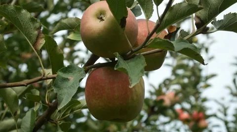 Apples on Tree Stock Footage 55696165
