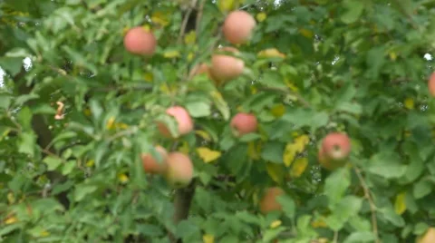 Apples on Tree Stock Footage 55696459