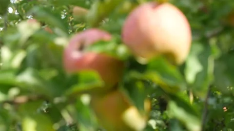 Apples on Tree Stock Footage 55696512