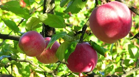 Apples on the Tree Stock Footage 66669270