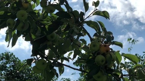Apples on a tree Stock Footage 92850767