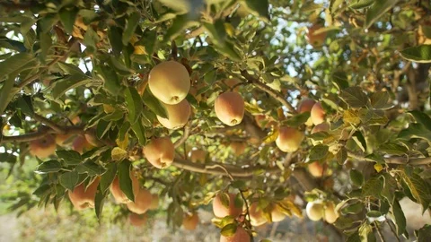 Apples On The Tree Stock Footage 95986977