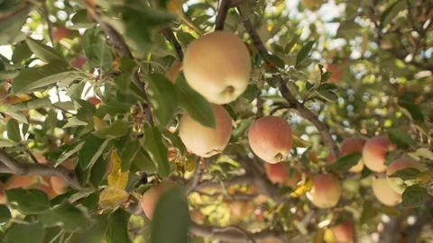 Apples On The Tree Vídeos de archivo 95990562