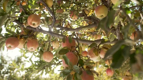 Apples On The Tree Vídeos de archivo 96006606