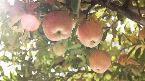 Apples On The Tree 스톡 동영상 96007271