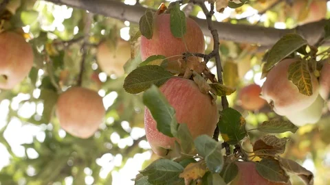 Apples On The Tree Vídeos de archivo 96007464