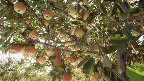 Apples On The Tree Stock Footage 96007947