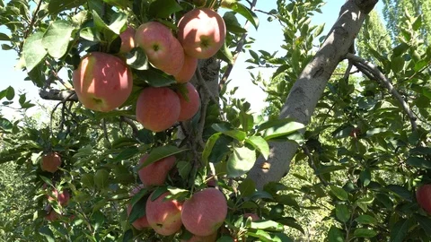 Apples On A Tree Vidéo 96717981