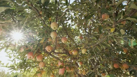 Apples On The Tree Stock Footage 104303501