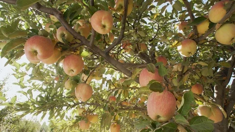 Apples On The Tree Vídeos de archivo 104303843