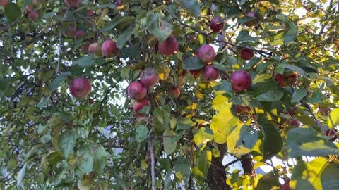 Apples on the tree. Stock Footage 218602739