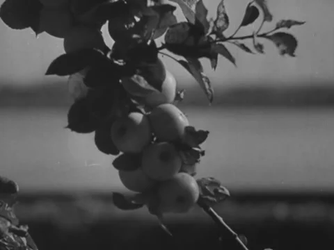 Apples on tree Stock Footage 231167200