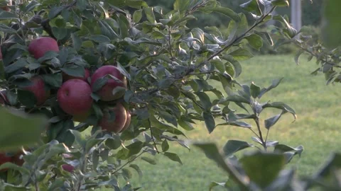 Apples on the Tree Stock Footage 233652736