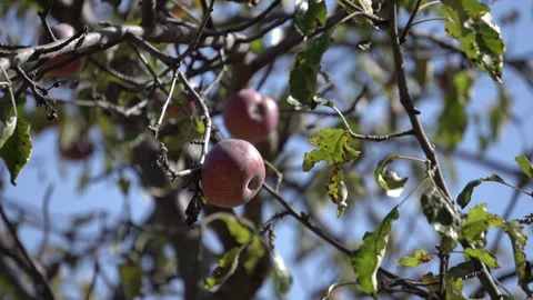 Apples on Tree Video stock 317890948