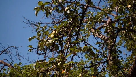 Apples on the tree in front of blue sky Stock Footage 115704375