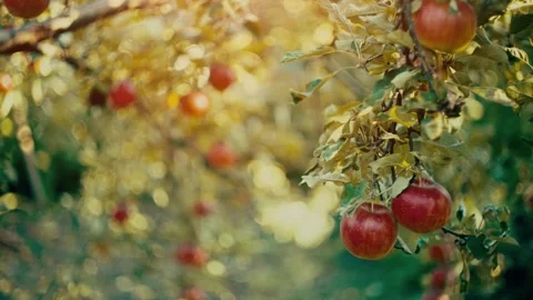 Apples on the tree at the garden Video stock 150701235