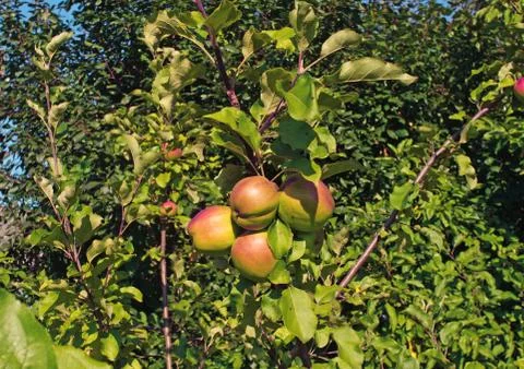 Apples on the tree in the garden Stock Photos