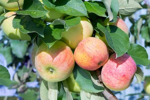Apples on a tree in the garden. Stock Photos