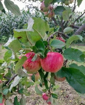Apples on a Tree in garden Foto stock