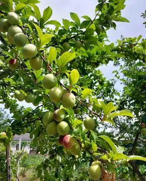 Apples on a Tree in garden Stock Photos