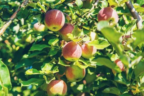Apples on a tree in the garden. Selective focus. Stock Photos