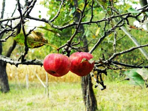 Apples in a tree - Maramures Stock Photos