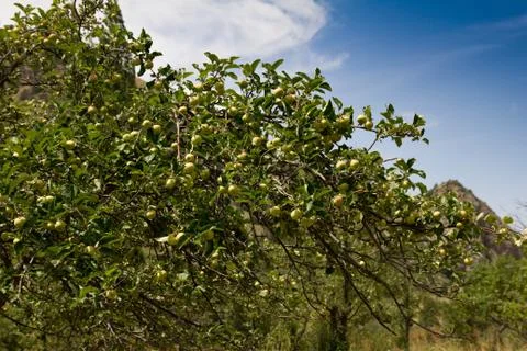 Apples on the tree on the nature Stock Photos