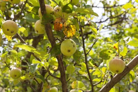 Apples on the tree on the nature Stock Photos