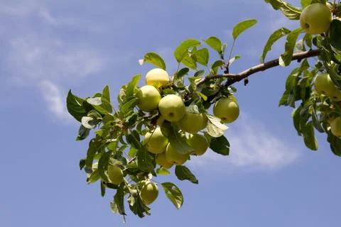 Apples on the tree on the nature Stock Photos