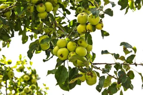 Apples on the tree on the nature Stock Photos
