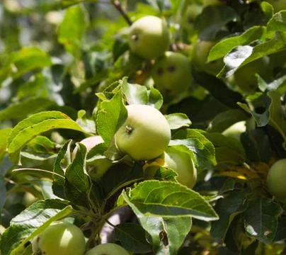 Apples on the tree on the nature Stock Photos