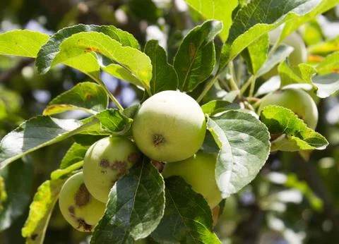 Apples on the tree on the nature Stock Photos