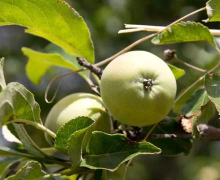 Apples on the tree on the nature Stock Photos