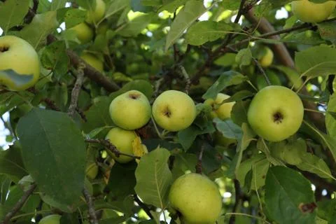 Apples On The Tree On The Nature Stock Photos
