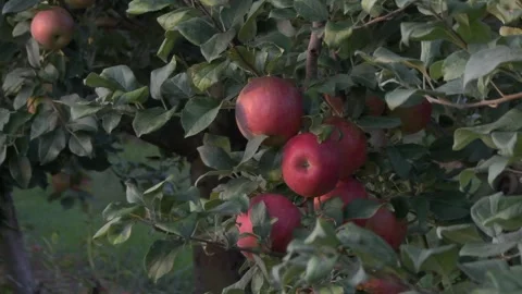 Apples On the Tree in an Orchard Stock Footage 233652740