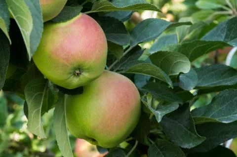 Apples on tree in the orchard Stock Photos