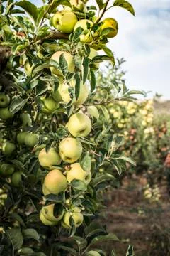 Apples tree in the orchard Stock Photos
