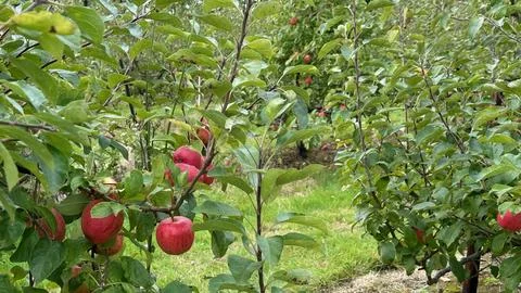 Apples on a tree in an Orchard Photos