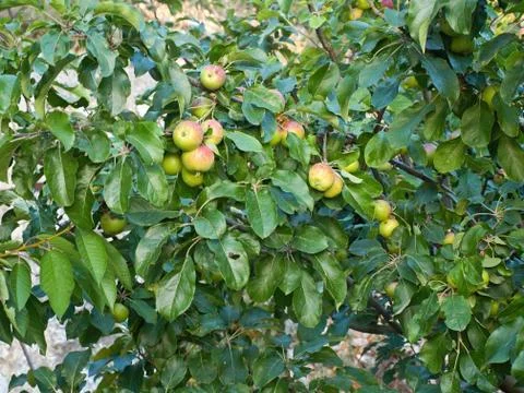 Apples on tree Stock Photos