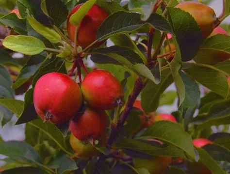 Apples on a tree Stock Photos