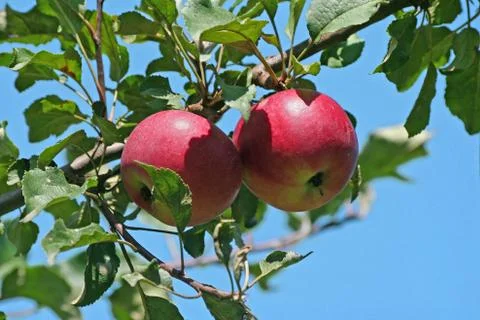Apples on the tree 스톡 사진