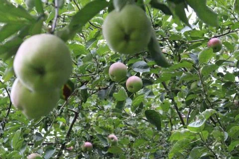 Apples on tree Foto stock