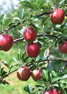 Apples on Tree Stock Photos