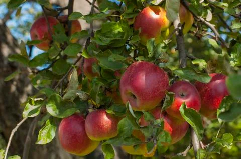 Apples on a tree Stock Photos