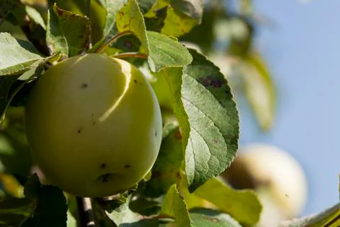 Apples on the tree Stock Photos