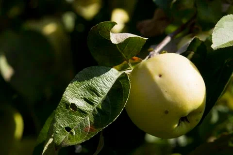 Apples on the tree Stock Photos