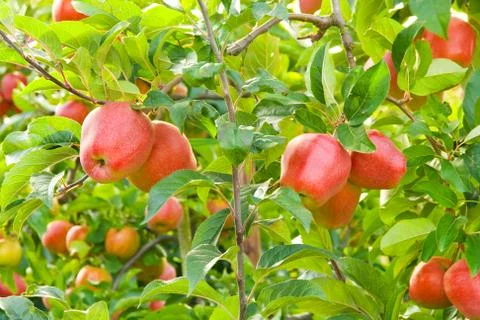 Apples in tree Stock Photos